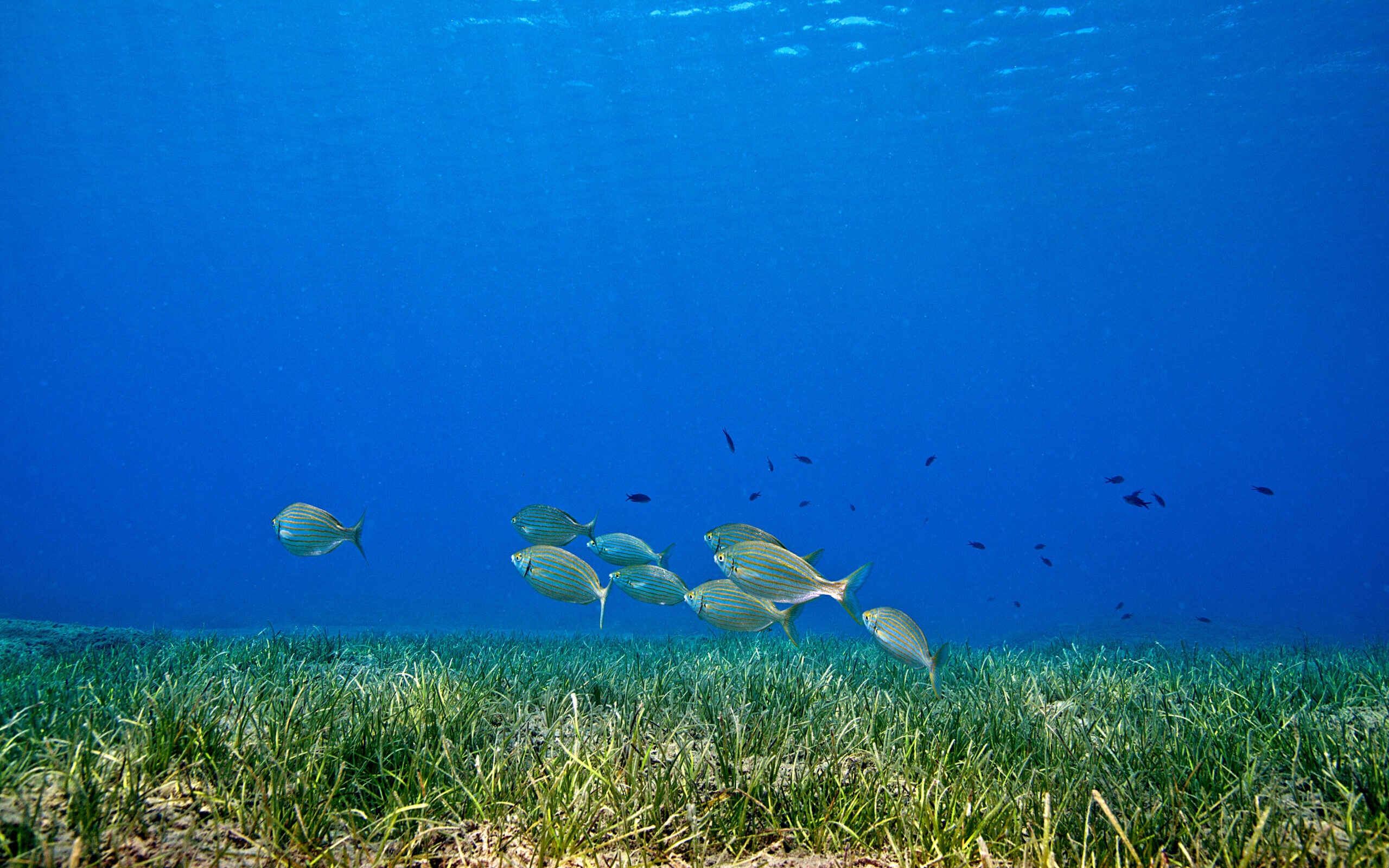 image: fish swimming over seagrass.