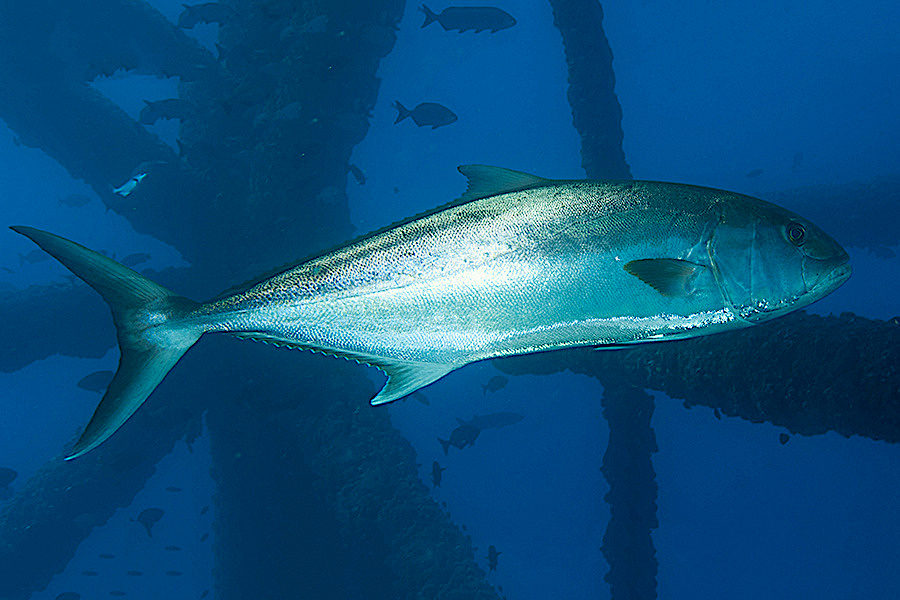 image: Greater amberjack.