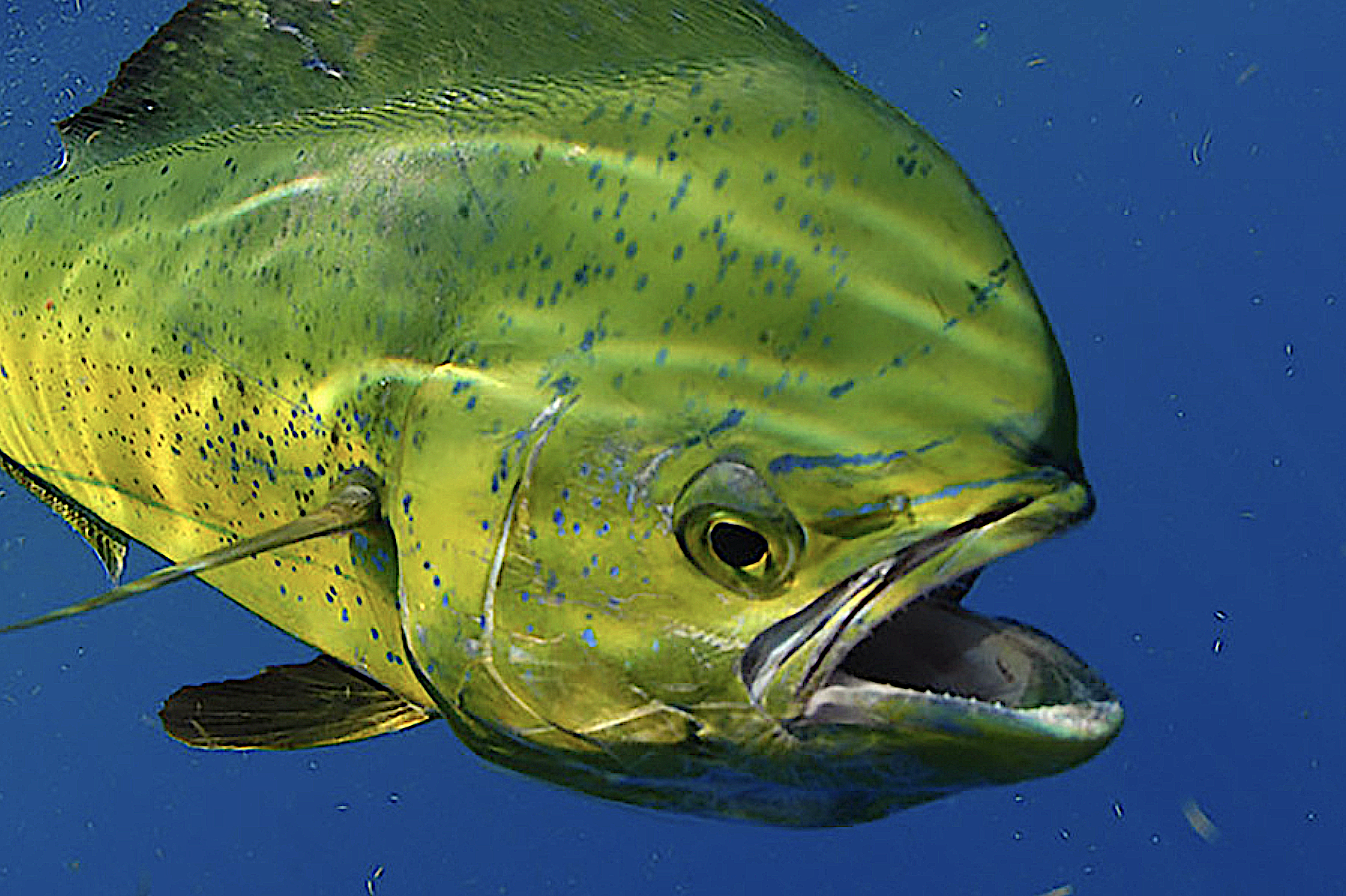 image: mahi-mahi closeup.