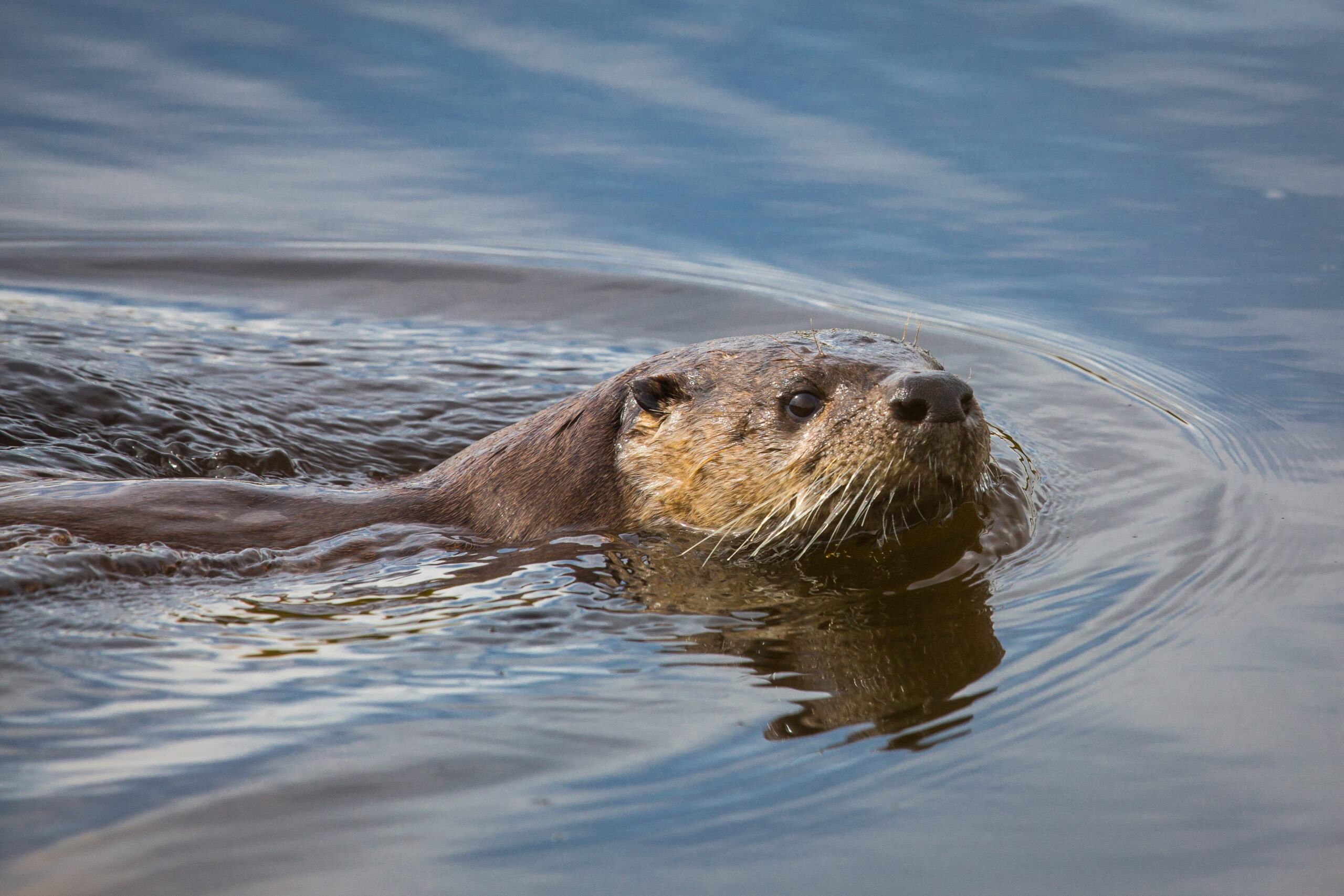 image: river otter.