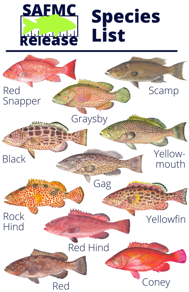 image: SAFMC Release Species drawings.