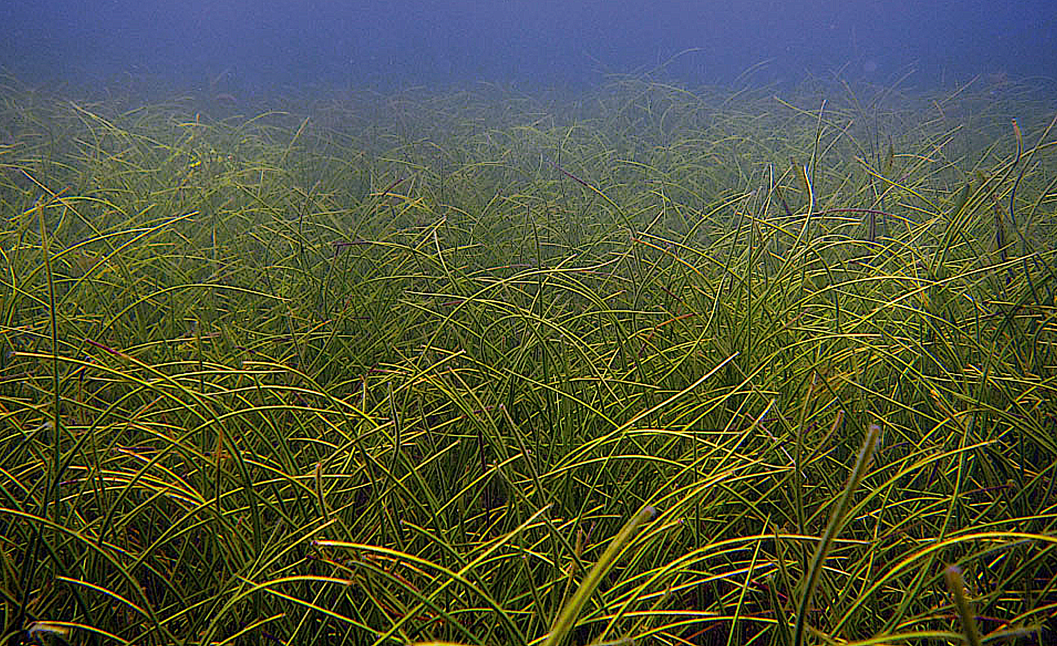 image: manatee seagrass in the Florida Keys National Marine Sanctuary.