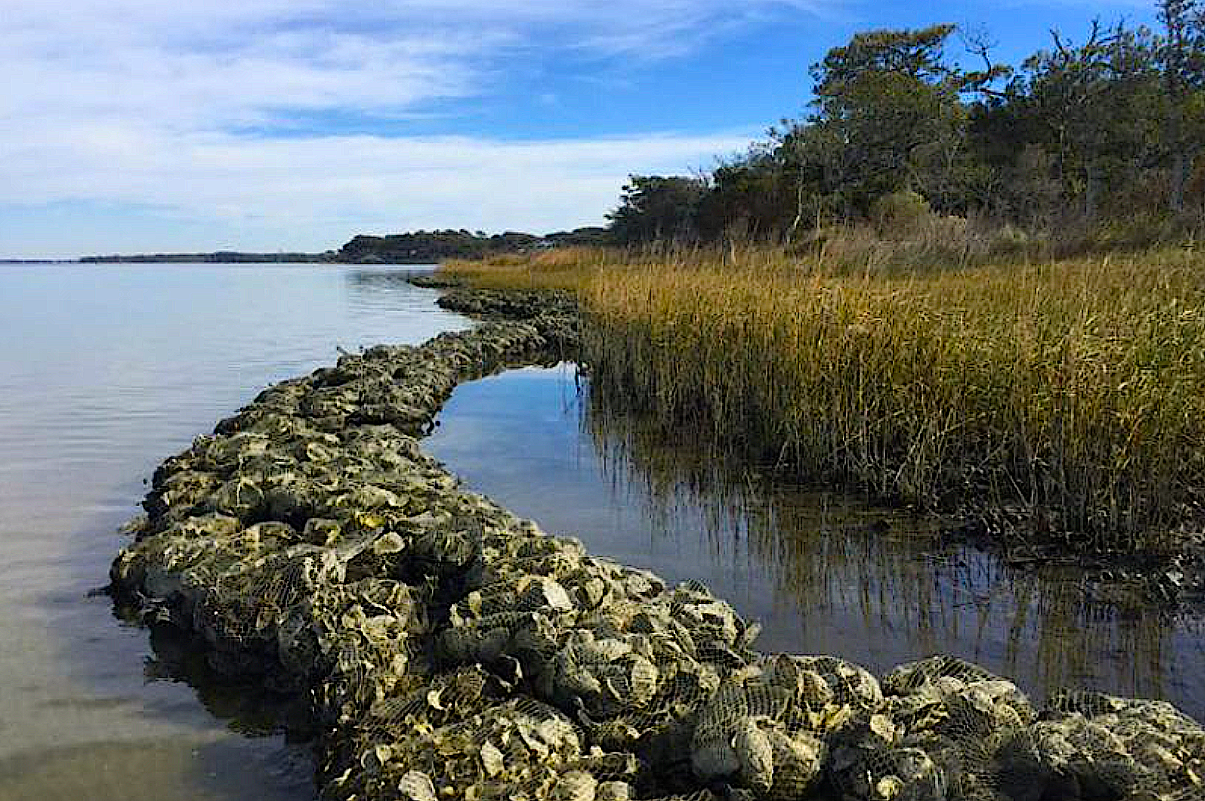 image: Living Shoreline.