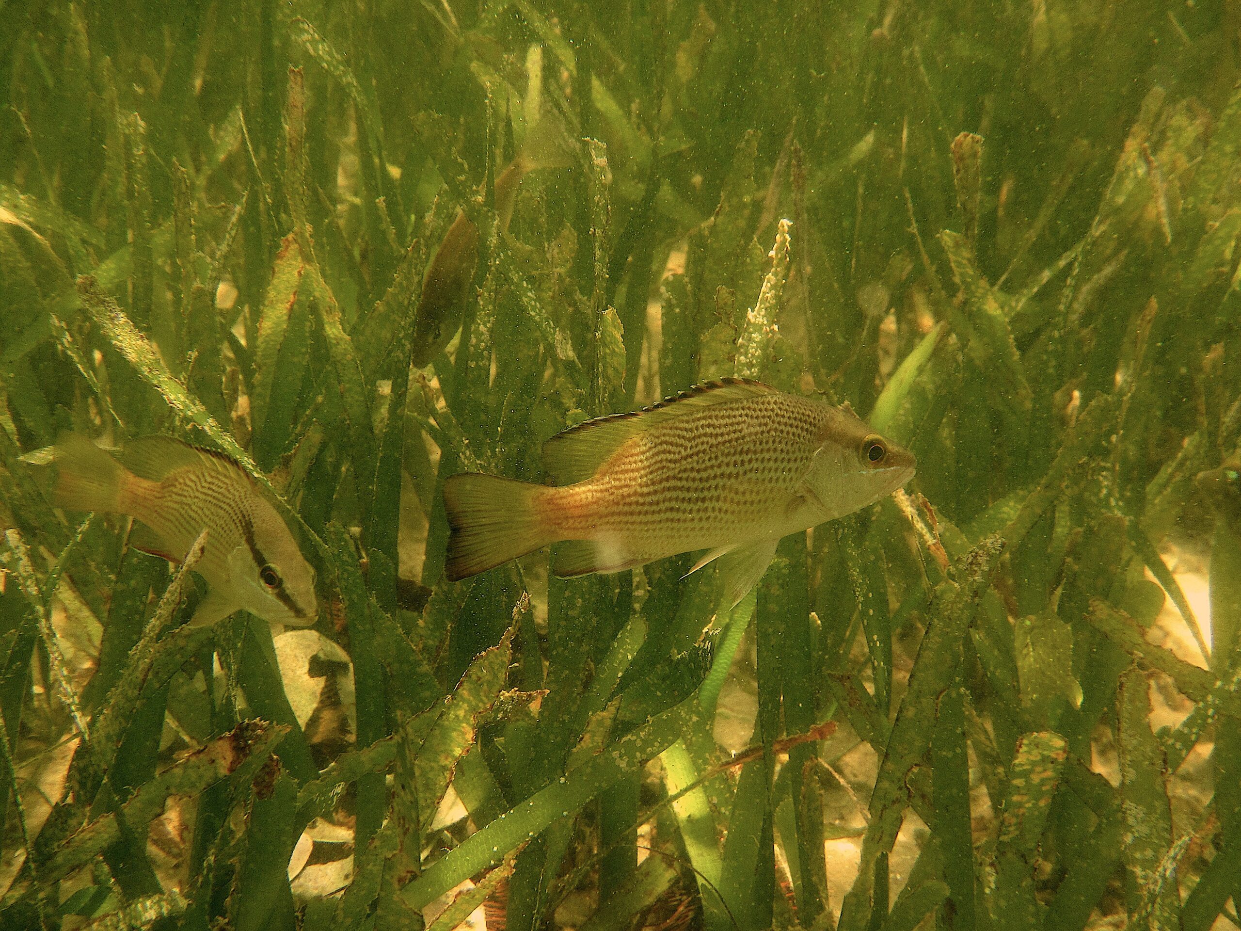 image: Juvenile snapper in seagrass at Port Saint Joe, Florida.