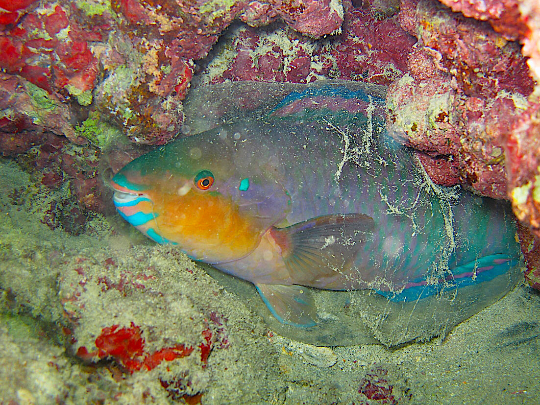 image: banana parrotfish.