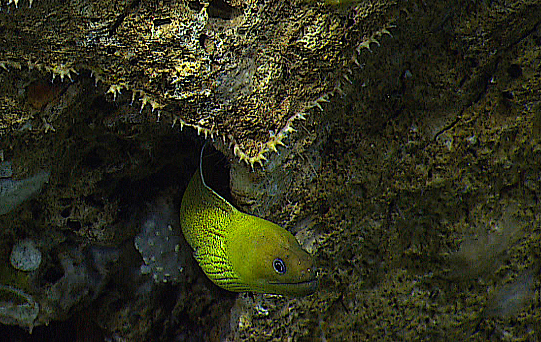 image: moray eel.