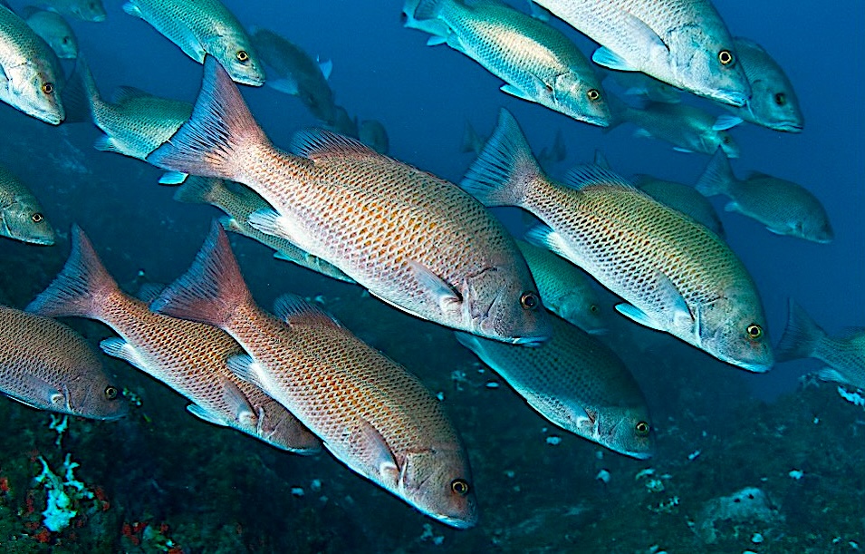 image: red snapper.