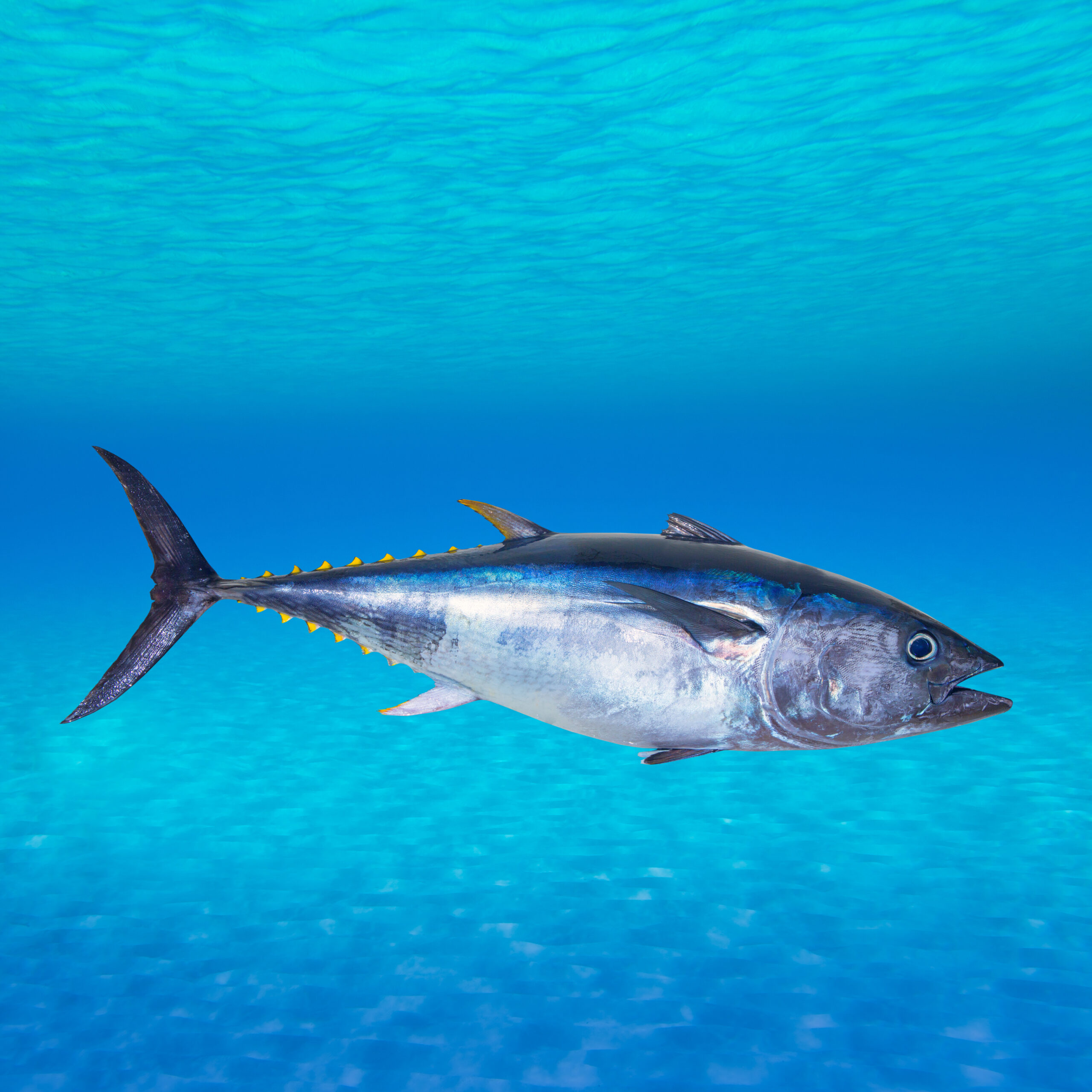 image: Atlantic bluefin tuna.