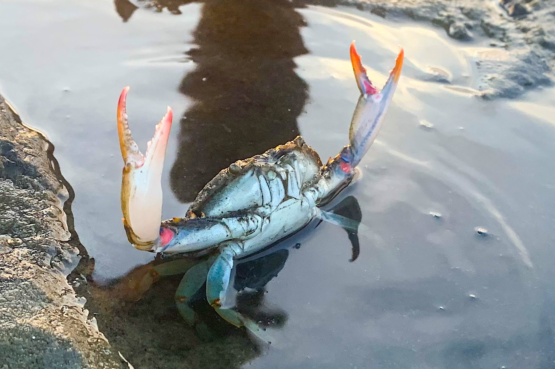 image: blue crab.