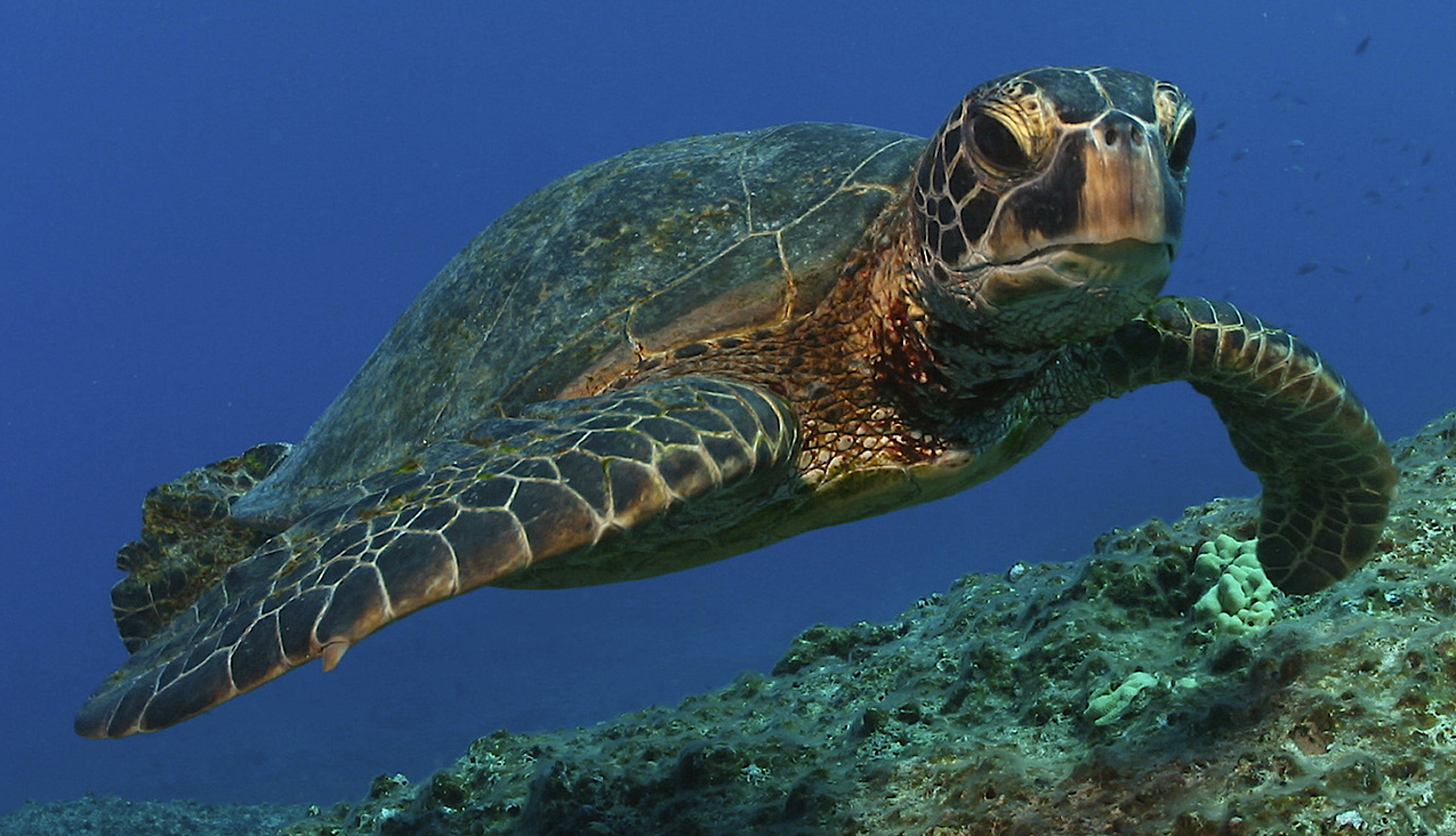 image: sea turtle.