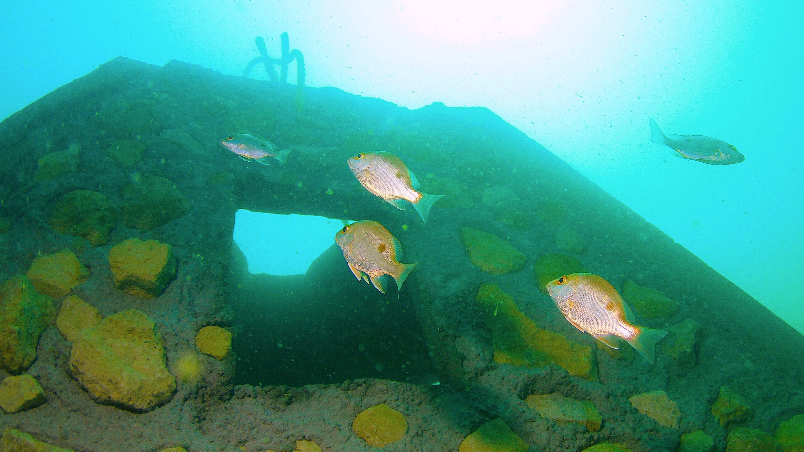 image: artificial reef.