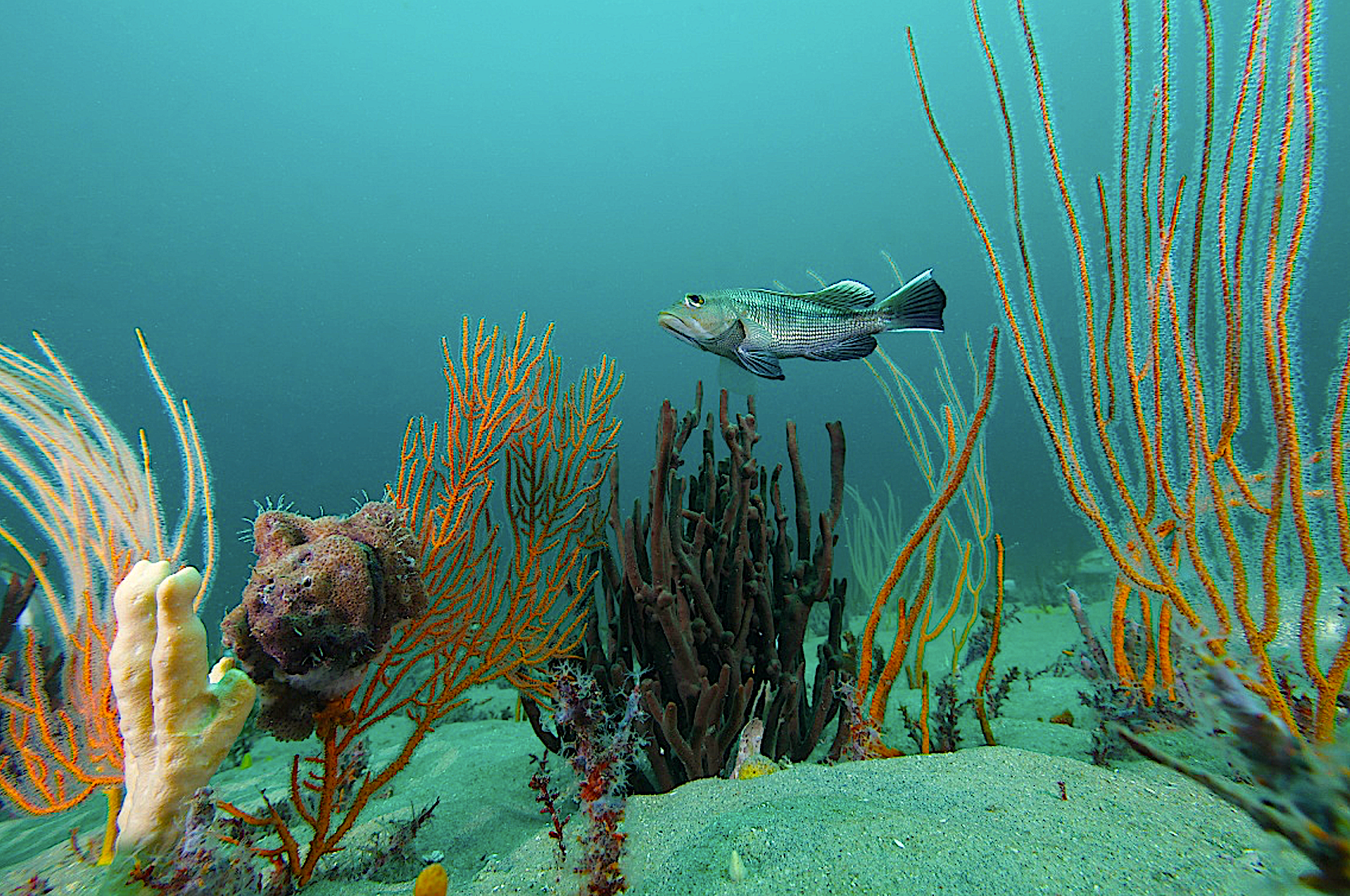 image: Black sea bass.