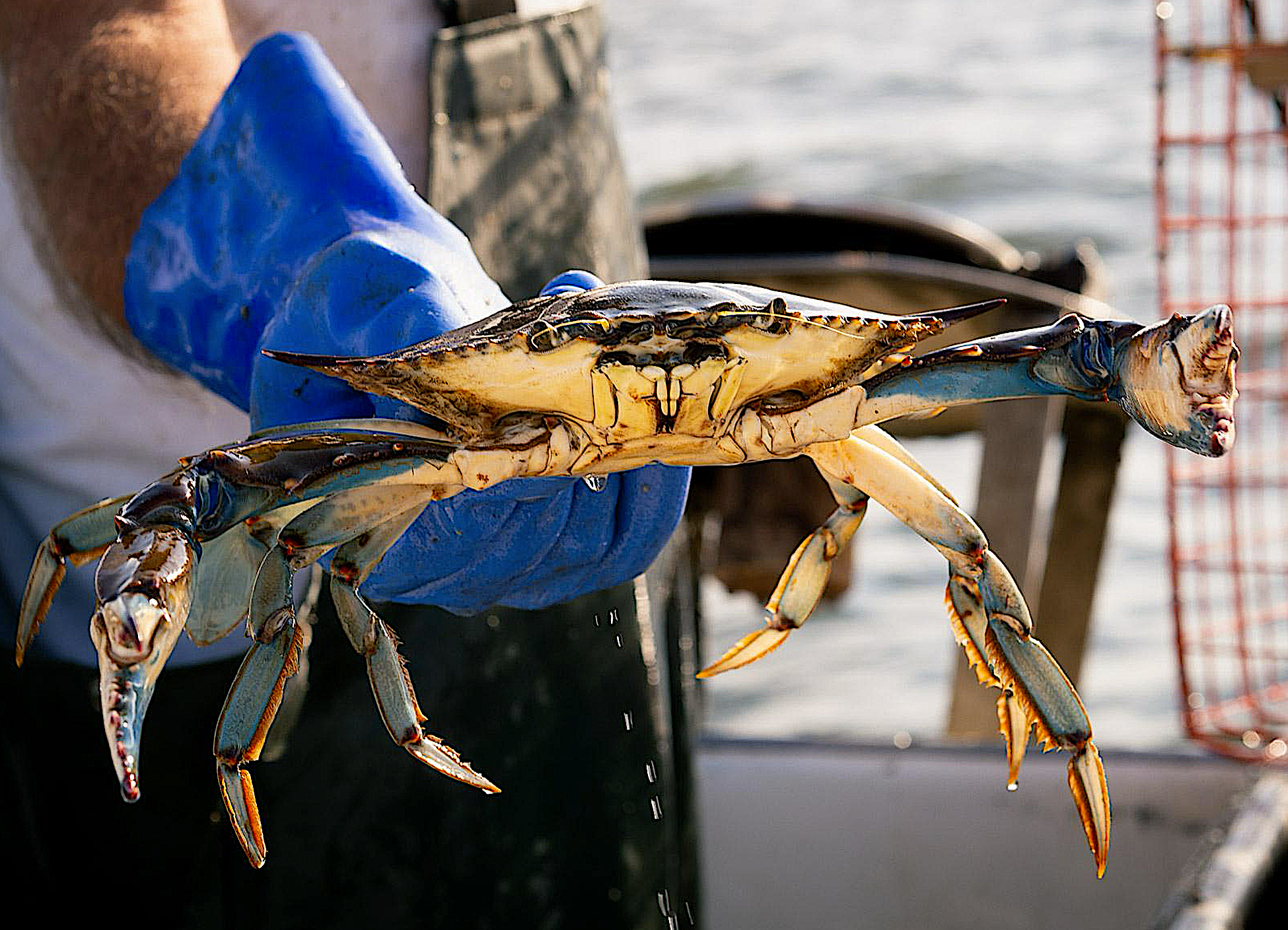 image: blue crab.