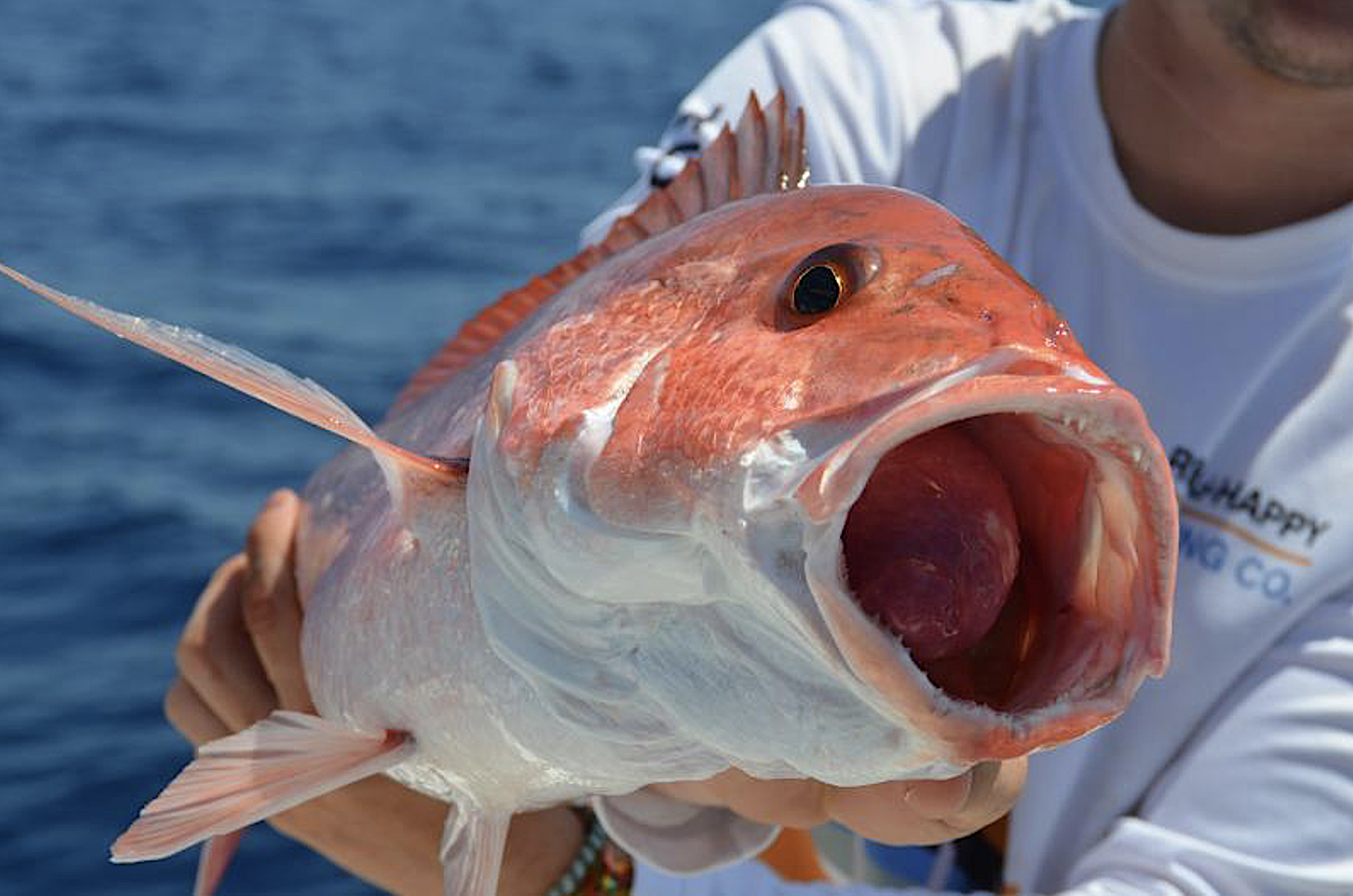 image: vented fish before release.