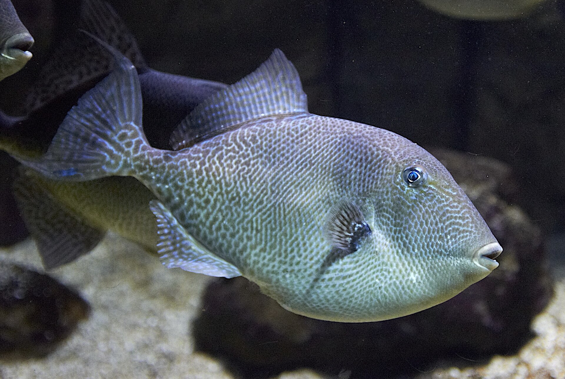 image: Gray Triggerfish.