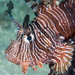 lionfish invasive reefs indo
