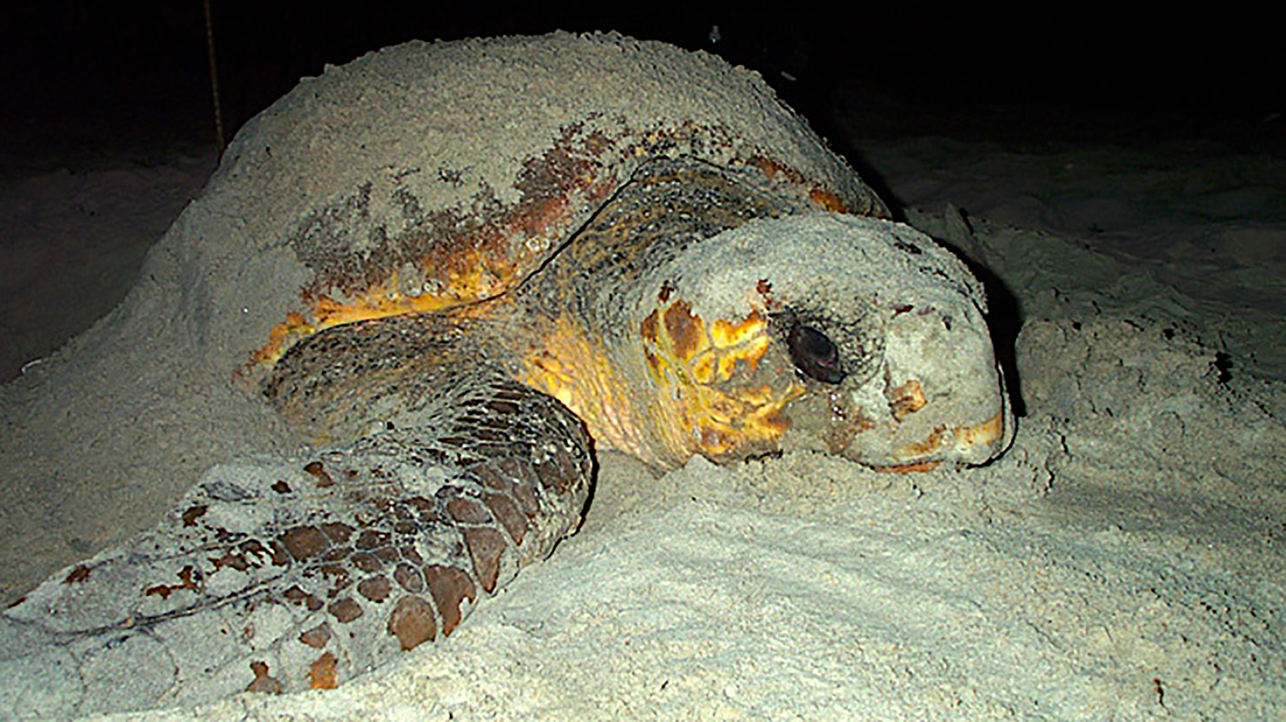 Is Climate Change Affecting Sea Turtle Hatchlings? - Hook, Line &  ScienceHook, Line & Science