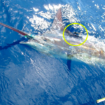 Satellite tag on a sailfish