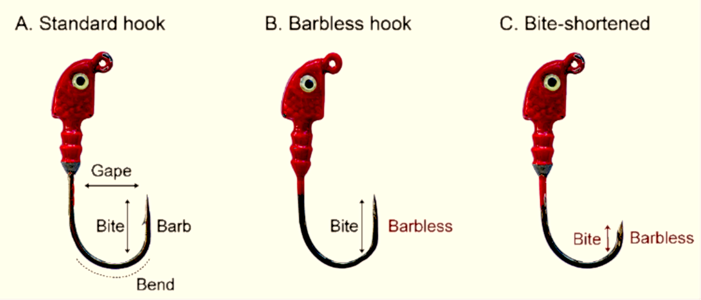 Figure 1. A: The unmodified jighead “standard” hook had a 15-mm bite distance and backward facing barb. B: The barb on a standard hook was removed to make the “barbless” modified hook. C: “Bite-shortened” modified hooks were made by reducing the bite length of a barbless hook to 10-mm, which also removed the barb.