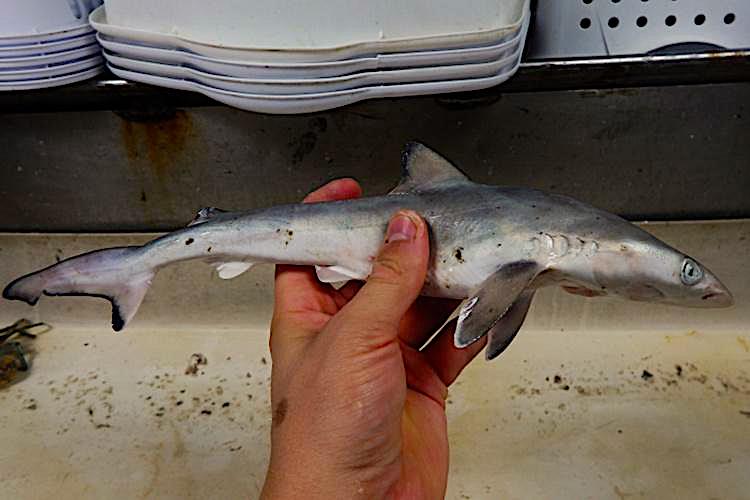 This Atlantic sharpnose shark could measure as long as 4 feet at adulthood. Credit: NOAA.