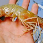 Image: Adult white shrimp (Litopenaeus setiferus), courtesy of NOAA.