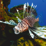 Lionfish. Credit: NOAA.