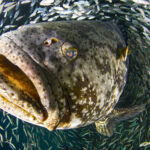 Pictured here is a Goliath grouper piercing through a school of baitfish. Laura Rock/NOAA.