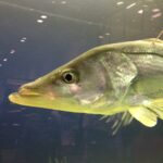 image of snook fish; courtesy Florida Fish & Wildlife
