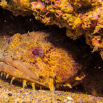 oyster toadfish, credit: Allison Scott : NOAA.