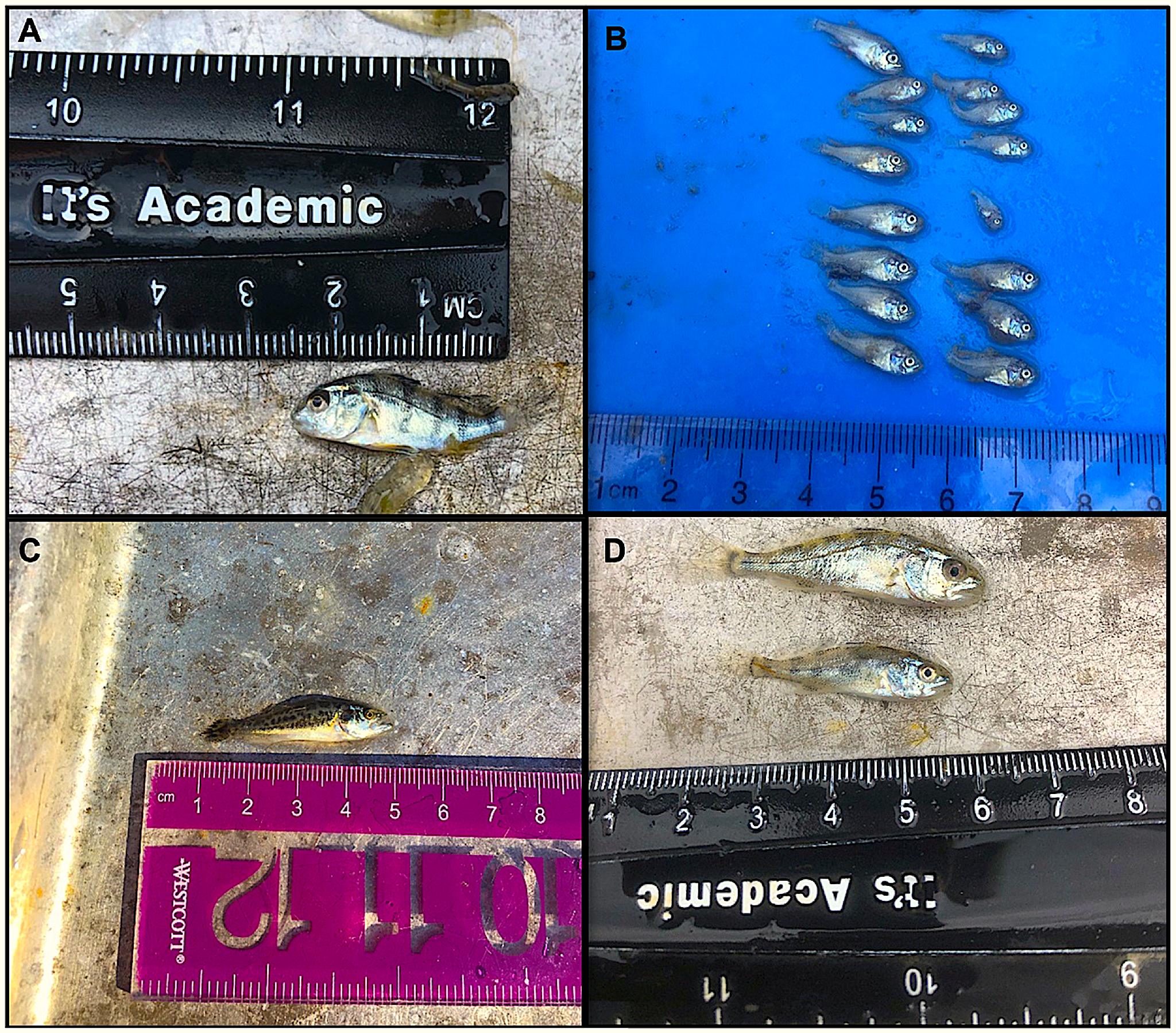 image: Newly hatched fish caught in the May River estuary: (A) black drum, (B) silver perch, (C) spotted seatrout, and (D) red drum. Credit: Monczak et al.