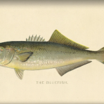 Bluefish illustration.
