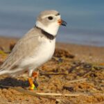 image: piping plover.
