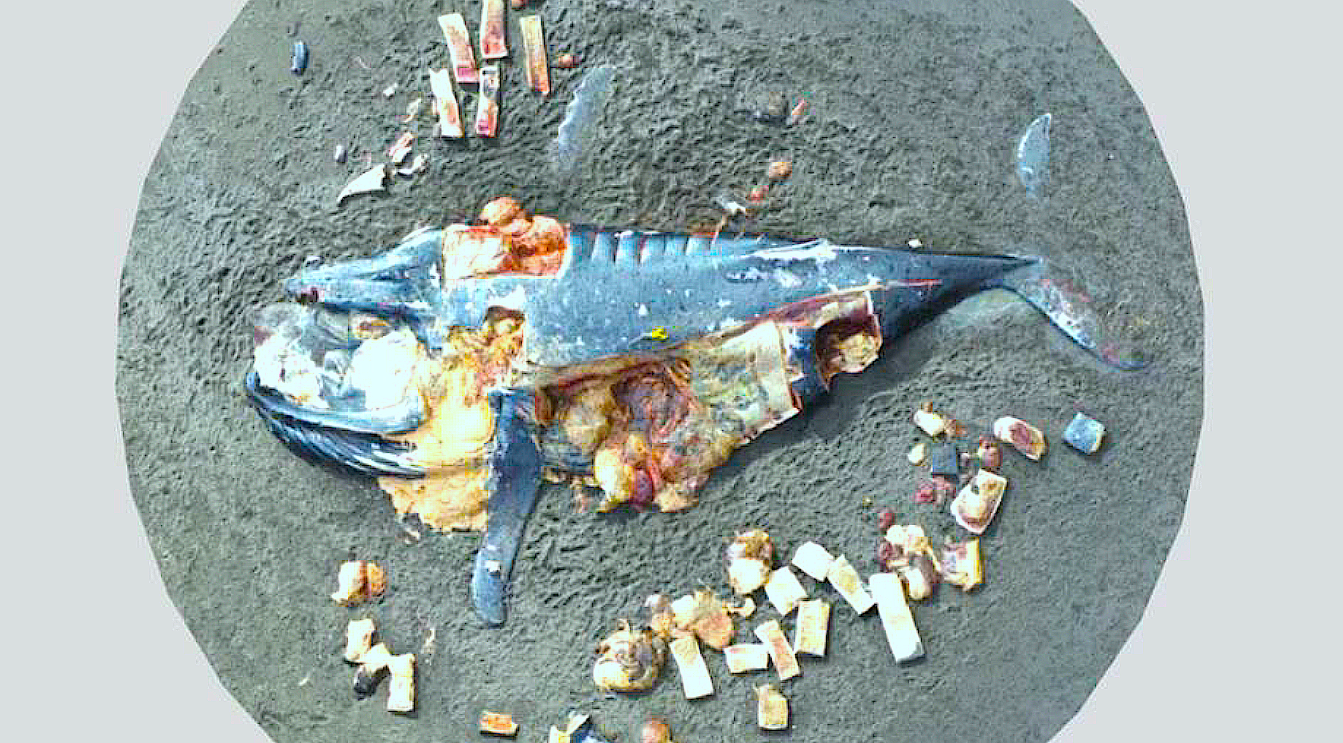 image from a whale necropsy.