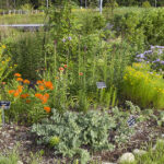 Photo of a pollinator garden, with plants marked with ID plaques.