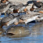 Red knots are migrating shorebirds that feast on horseshoe crab eggs. Photo by Gregory Breese/USFWS