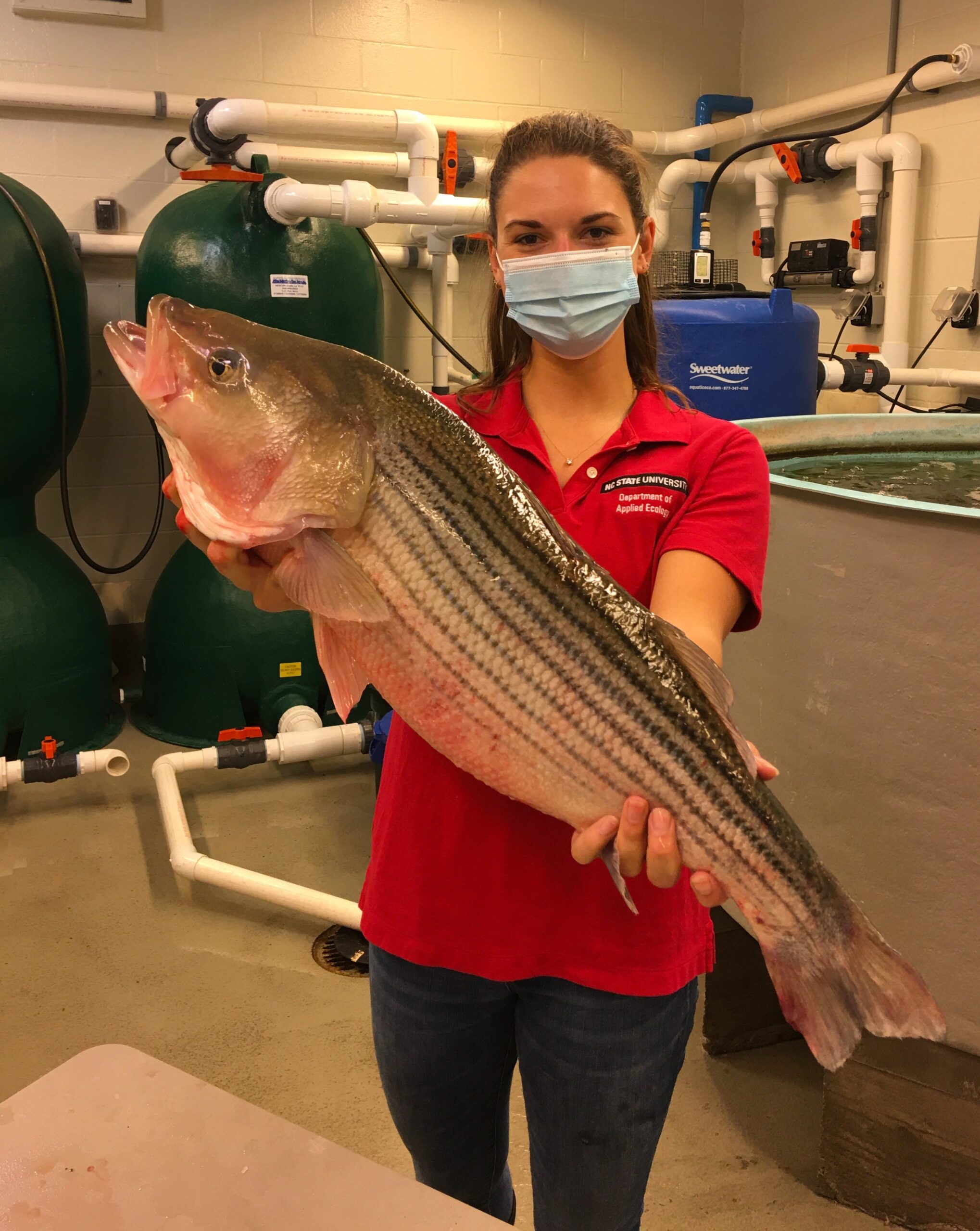 NC State researcher Linnea Andersen with farm-fresh striped bass.