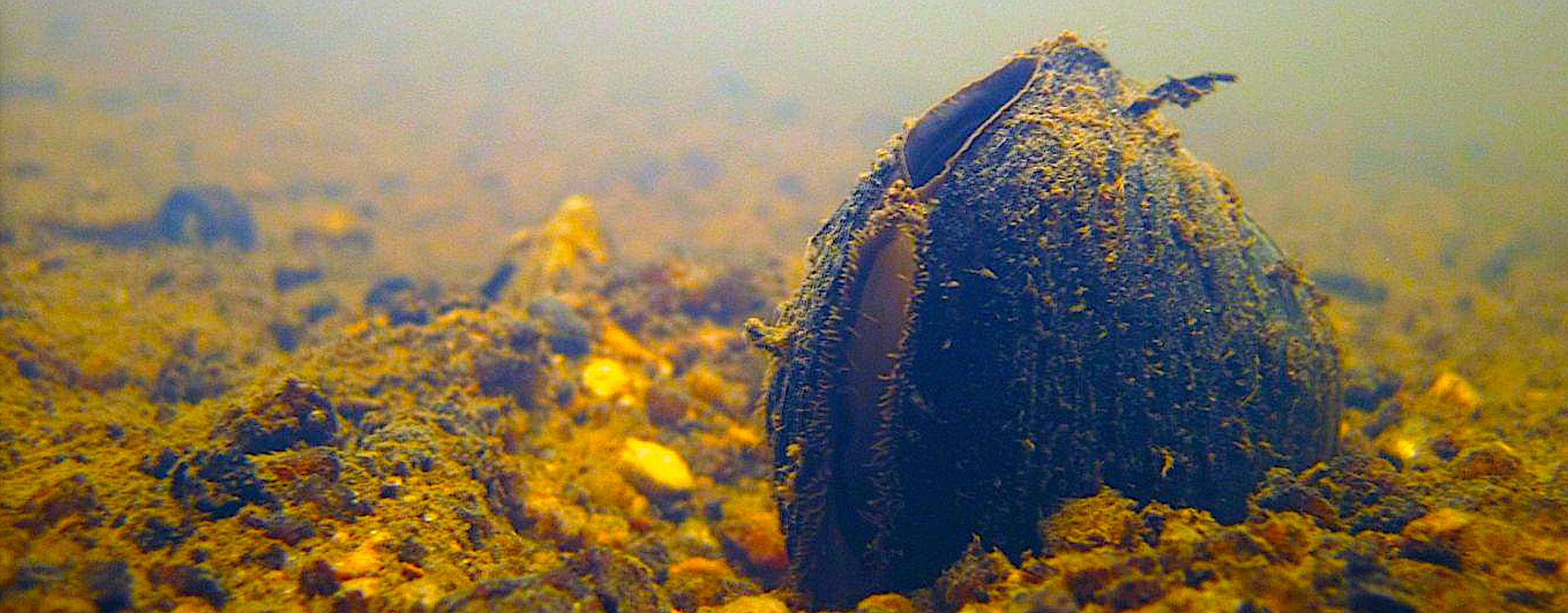 A new project to create an innovative visitor display at the Greensboro Science Center on endangered freshwater mussels in one of six Community Collaborative Research Grant initiatives that launch this year. Carolina heelsplitter, courtesy of USFWS.