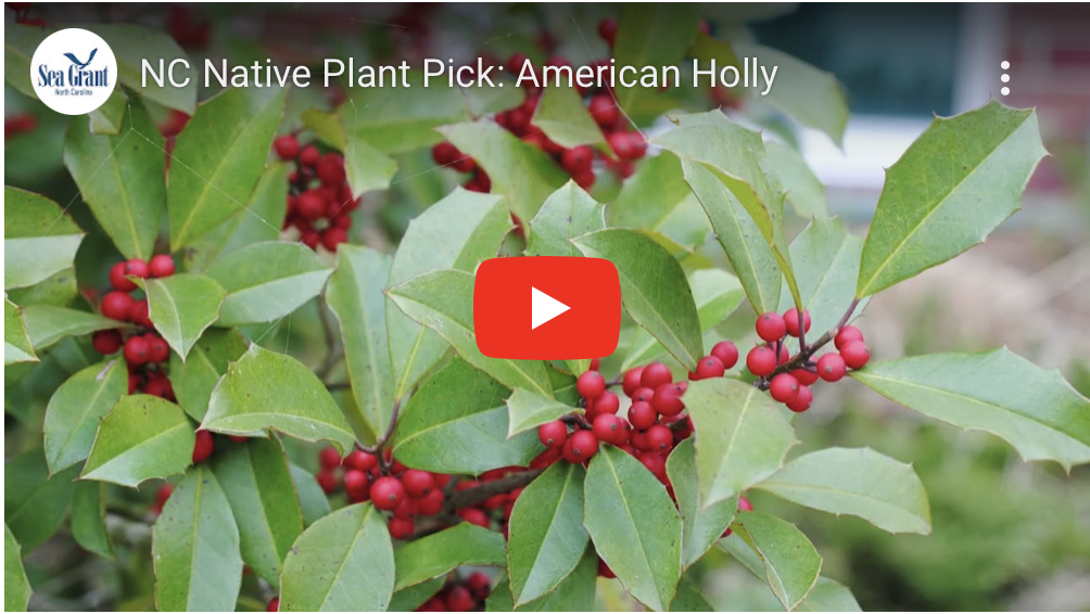 image: American Holly video screen shot. Each of the Native Plant Picks focuses on an indigenous plant’s main attributes and growing requirements.