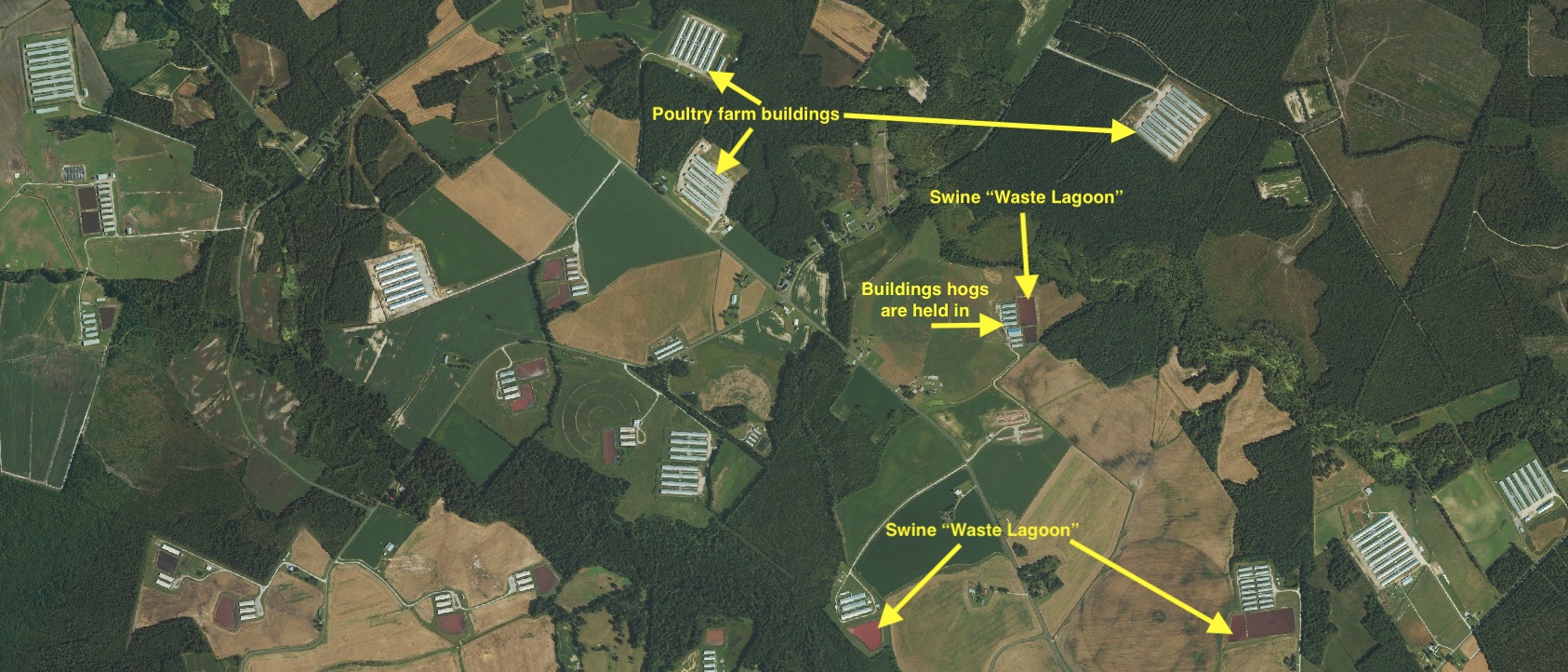 Aerial image of poultry and swine CAFOs (concentrated animal feeding operations) in the coastal plain of southeastern North Carolina adjacent to the Northeast Cape Fear River; image also shows where poultry farm buildings, swine "waste lagoons," and buildings holding hogs are located.