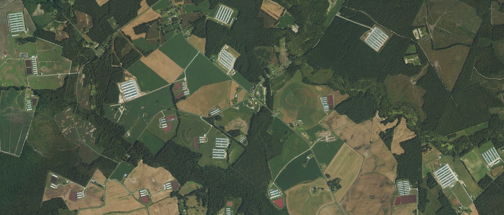 Aerial image of poultry and swine CAFOs (concentrated animal feeding operations) in the coastal plain of southeastern North Carolina adjacent to the Northeast Cape Fear River. 