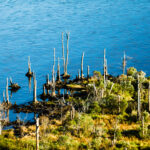 ghost forest from saltwater intrusion