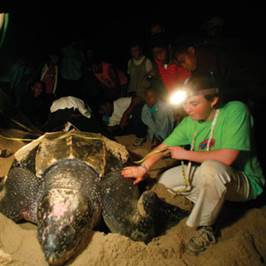 Boy on a beach with leatherback turtle