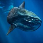 An ocean sunfish (Mola mola) in the Open Sea exhibit.