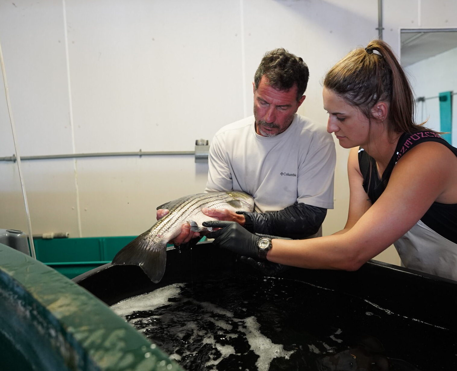 two researchers handle an adult striped bass over a large tank