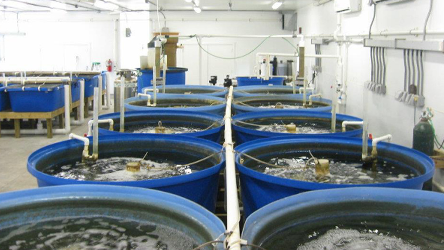 Eight large blue tanks lined up in two rows. Part of a RAS system
