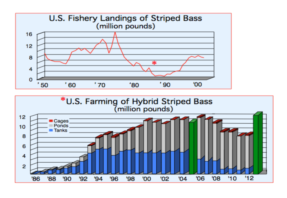 Striped Bass (Wild, Domesticated, and Hybrid)