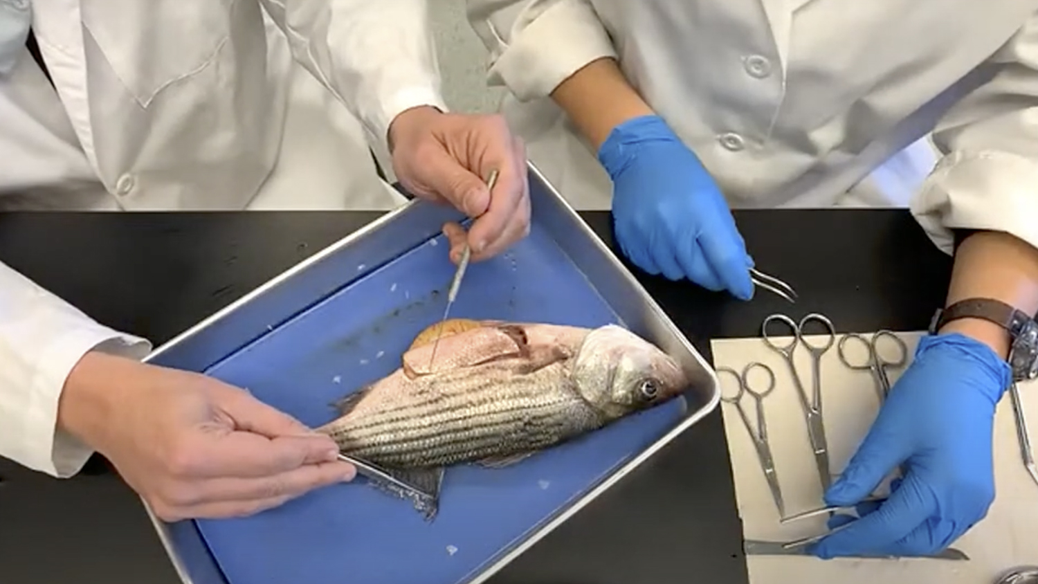 two sets of hands dissecting a striped bass on a tray