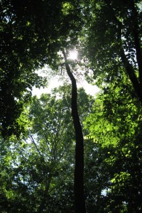 Tree canopy above the Roanoke River