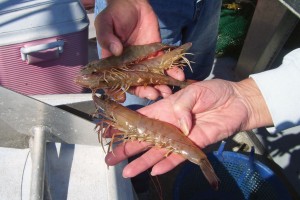 NC shrimpers showing shrimp catch