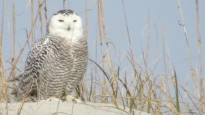 Snowy owl on sand dune on Ocracoke Island